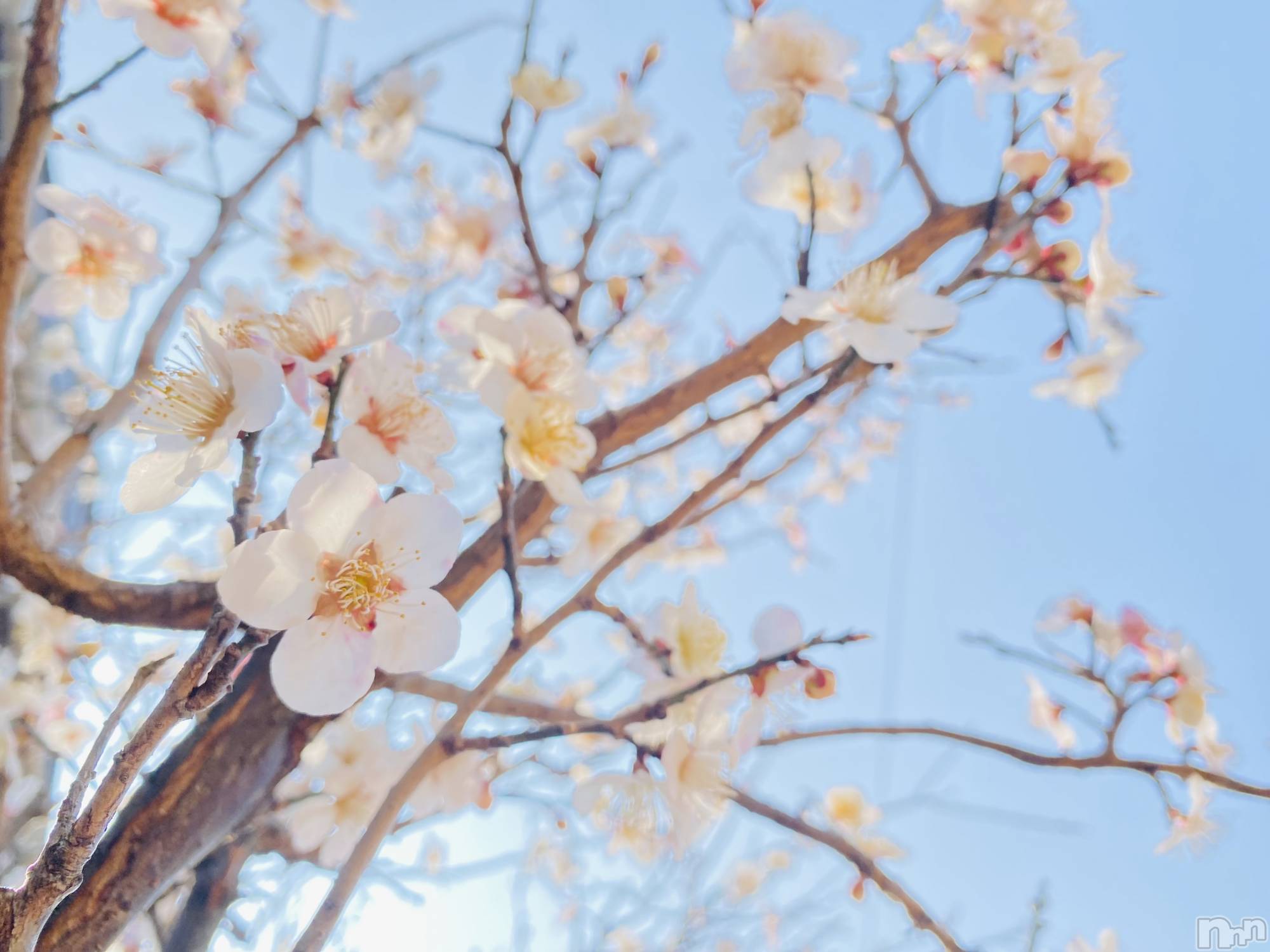 ��Į����Х��顦�����Lounge R Style(�饦�󥸥����륹������) ��2026ǯ3��28���̥�֥����֥ʥ�������å�🤍🌸��