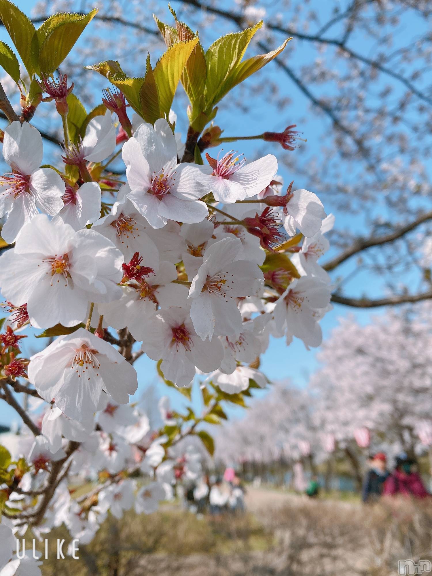 ��Į����Х��顦�����Lounge R Style(�饦�󥸥����륹������) ��2026ǯ4��1���̥�֥�����4��🌸��