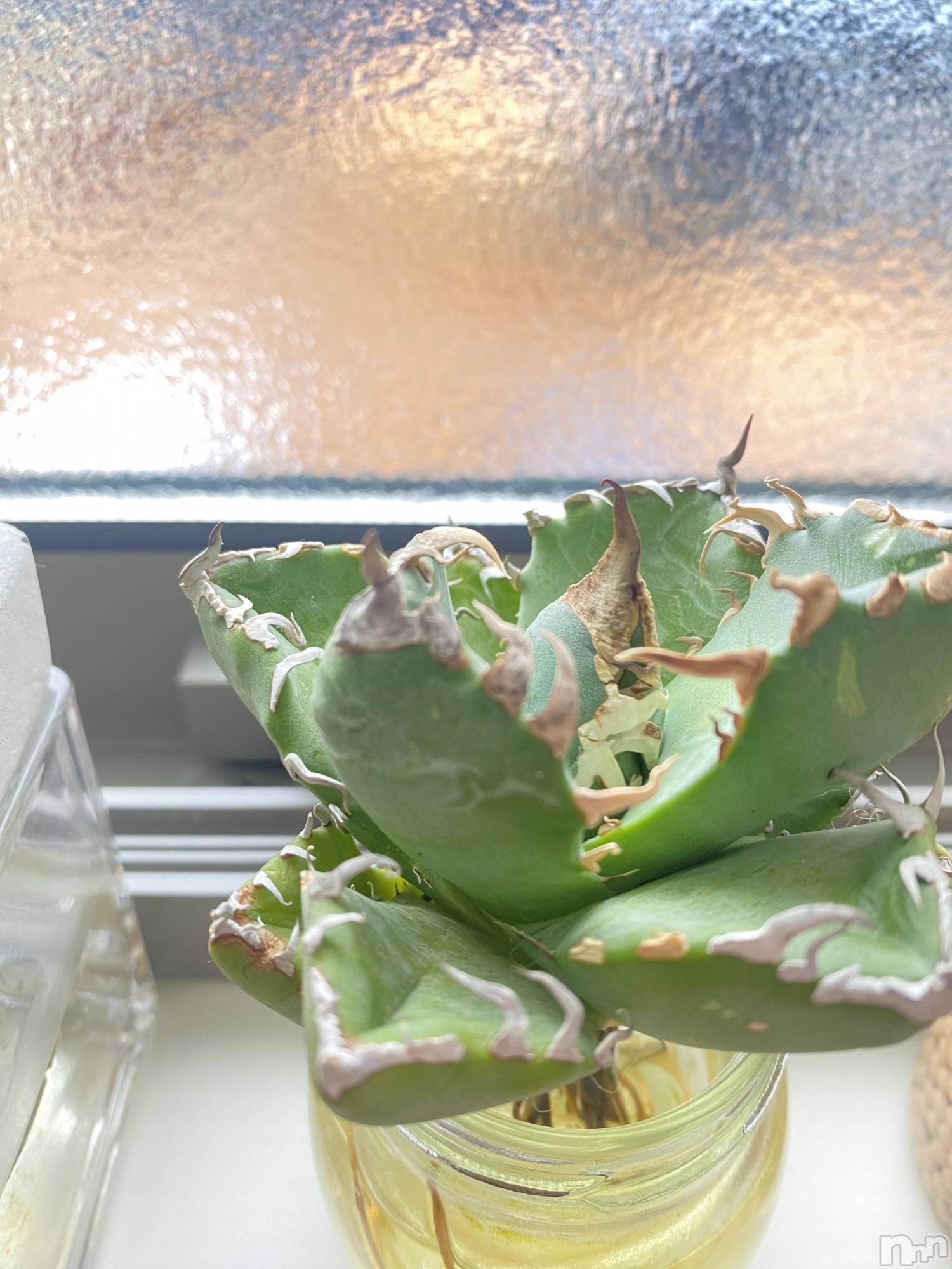 ��Į����Х��顦�����Lounge R Style(�饦�󥸥����륹������) ��2026ǯ4��1���̥�֥����֤ܤ��ܤ�🌱🌱��