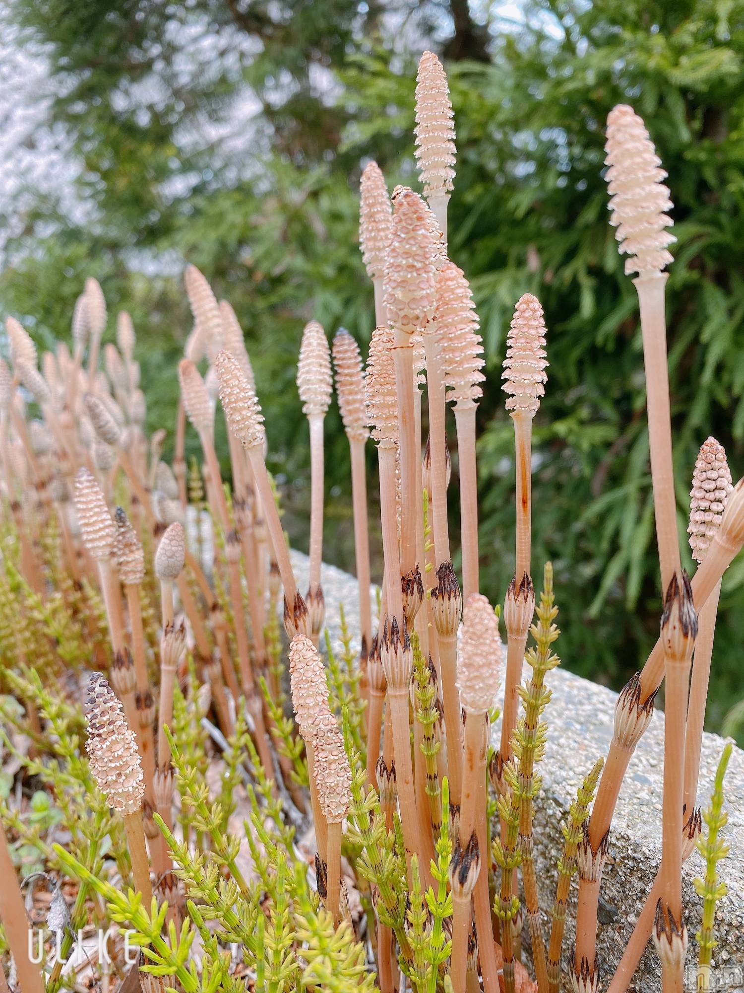 ��Į����Х��顦�����Lounge R Style(�饦�󥸥����륹������) ��2026ǯ4��1���̥�֥����ֺ����ΤҤȤꤴ��🤭💭��