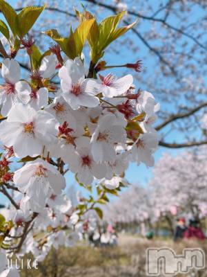 ��Į����Х��顦�����Lounge R Style(�饦�󥸥����륹������) ����(26)��4��1���̥�֥�����4��🌸��