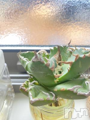 ��Į����Х��顦�����Lounge R Style(�饦�󥸥����륹������) ����(26)��4��1���̥�֥����֤ܤ��ܤ�🌱🌱��