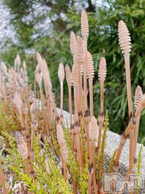 ��Į����Х��顦�����Lounge R Style(�饦�󥸥����륹������) ����(26)��4��1���̥�֥����ֺ����ΤҤȤꤴ��🤭💭��