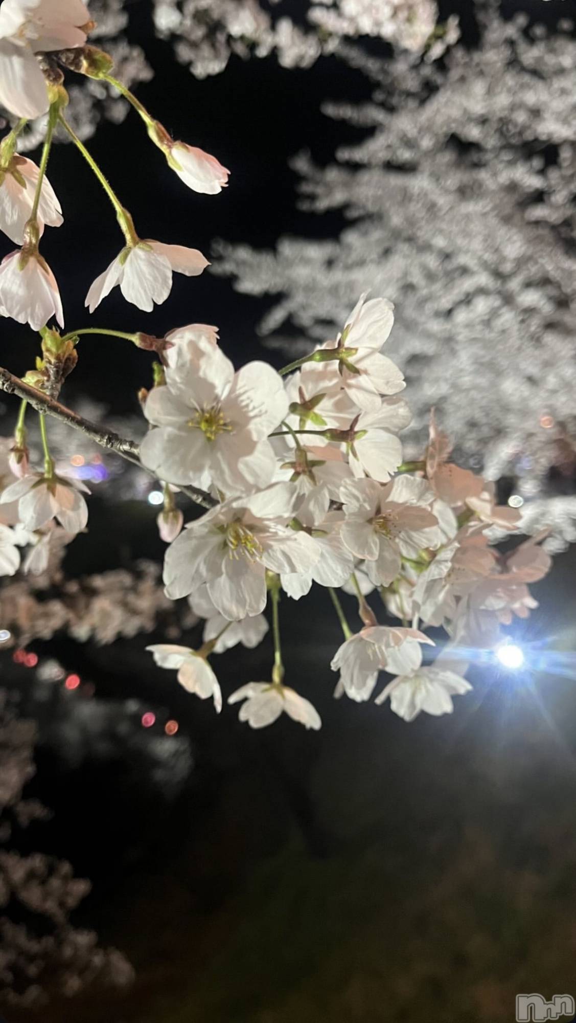 ��ë����Х��顦�����CLUB��Paladin(����֡��ѥ�ǥ���) ��2026ǯ4��7���̥�֥�����🌸✨🌷��