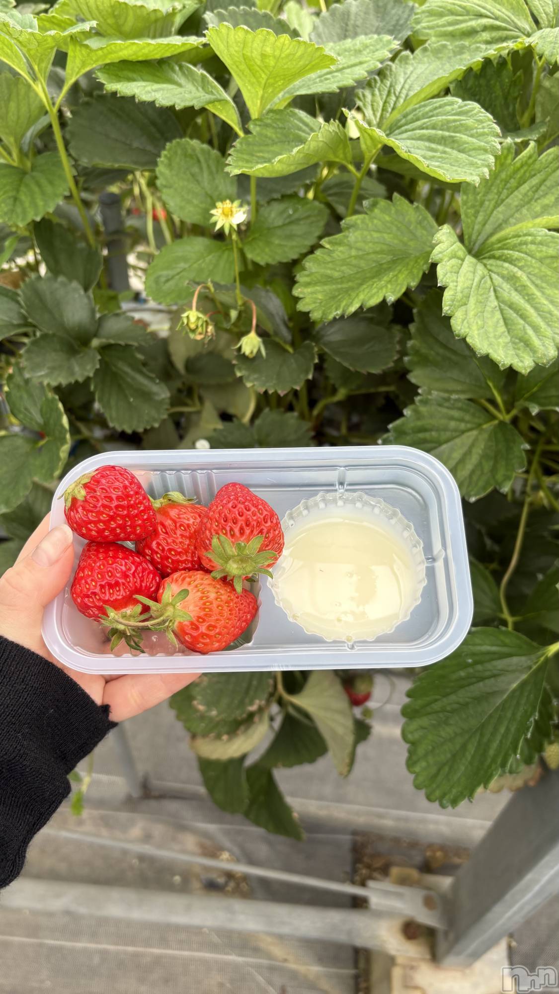 ��ë����Х��顦�����CLUB��Paladin(����֡��ѥ�ǥ���) ��2026ǯ4��23���̥�֥����֡�♡🐰🍼🍓♡����