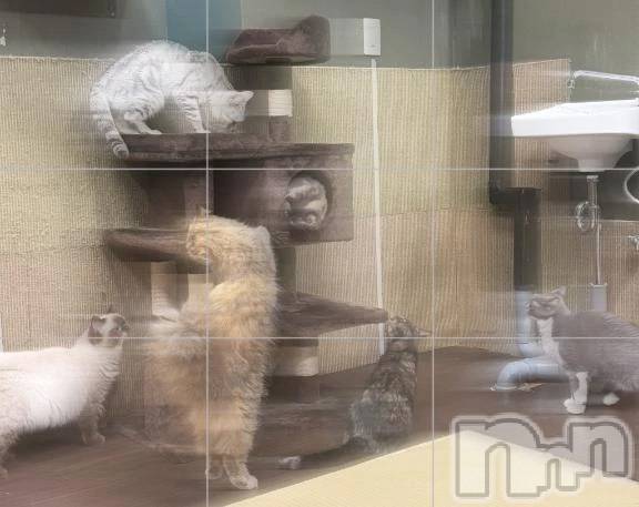 新潟デリヘル新潟市鳥屋野潟ちゃんこ(ニイガタシトヤノガタチャンコ) ちょこ(18)の7月20日写メブログ「おやすみですわ～」