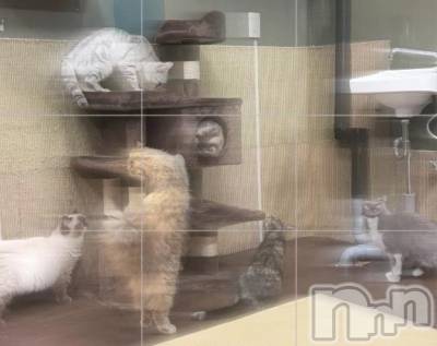新潟デリヘル 新潟市鳥屋野潟ちゃんこ(ニイガタシトヤノガタチャンコ) ちょこ(18)の7月20日写メブログ「おやすみですわ～」