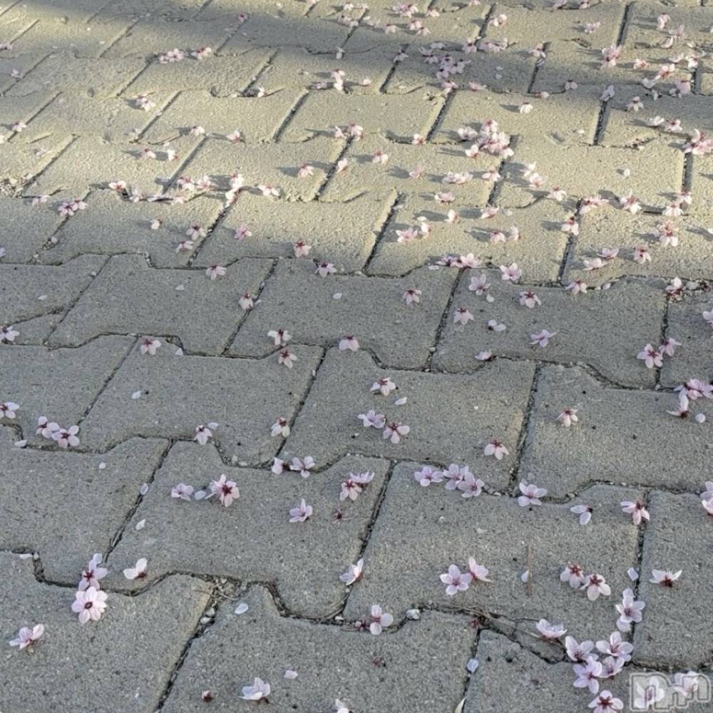 長岡デリヘルMimi(ミミ) 体験あゆり★完全業界未経験★(25)の4月21日写メブログ「お久しぶりです🐰🎀」