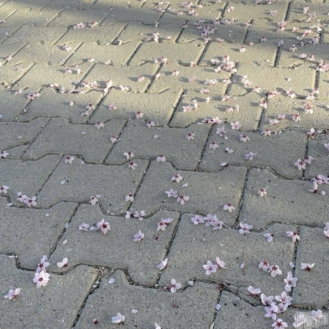 長岡デリヘルMimi(ミミ)体験あゆり★完全業界未経験★(25)の2026年4月21日写メブログ「お久しぶりです🐰🎀」