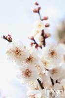 上田発デリヘル BIBLE～奥様の性書～(バイブル～オクサマノセイショ～) ☆レイナ☆体験奥様(31)の3月14日写メブログ「🤍おはようございますね🤍」