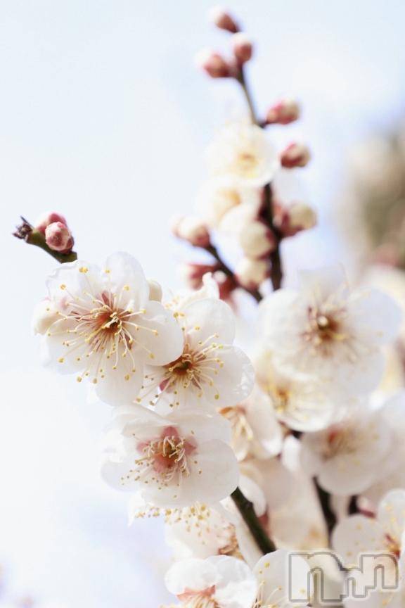 上田発デリヘルBIBLE～奥様の性書～(バイブル～オクサマノセイショ～)☆レイナ☆体験奥様(31)の2026年3月14日写メブログ「🤍おはようございますね🤍」