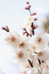 上田発デリヘルBIBLE～奥様の性書～(バイブル～オクサマノセイショ～) ☆レイナ☆体験奥様(31)の3月14日写メブログ「🤍おはようございますね🤍」