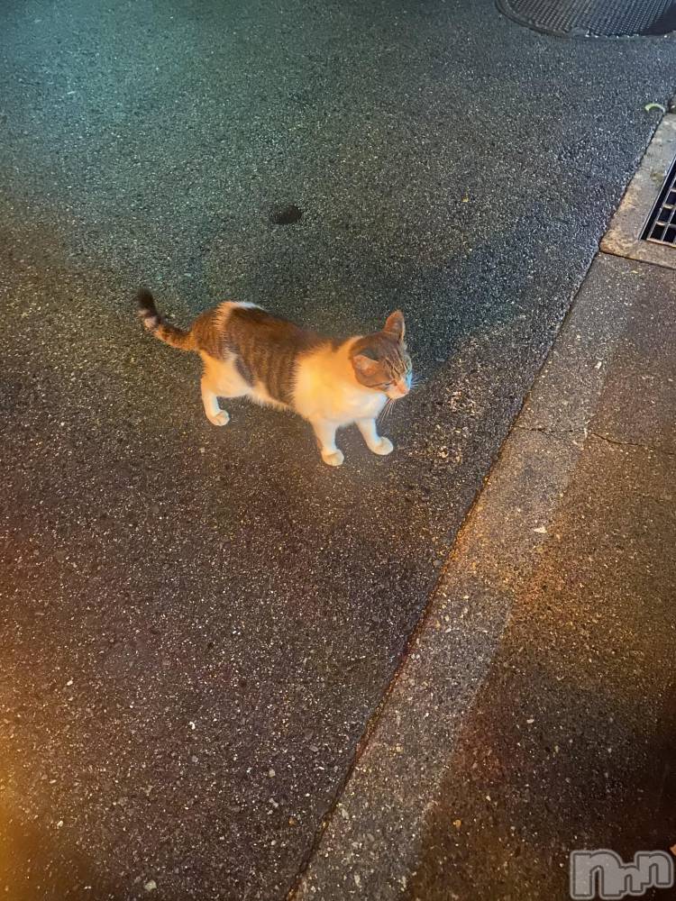 ��ˬ����Х��顦����֥���� �ץ���� ��ˬ(����� �ץ���� ����) ���� �줤��3��20���̥�֥�����😸��