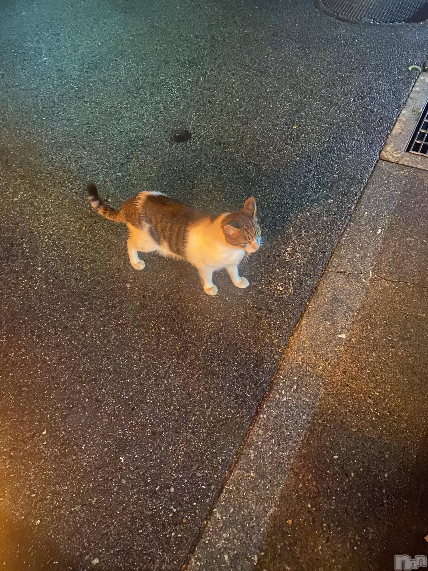 ��ˬ����Х��顦����֥���� �ץ���� ��ˬ(����� �ץ���� ����) ��2026ǯ3��20���̥�֥�����😸��