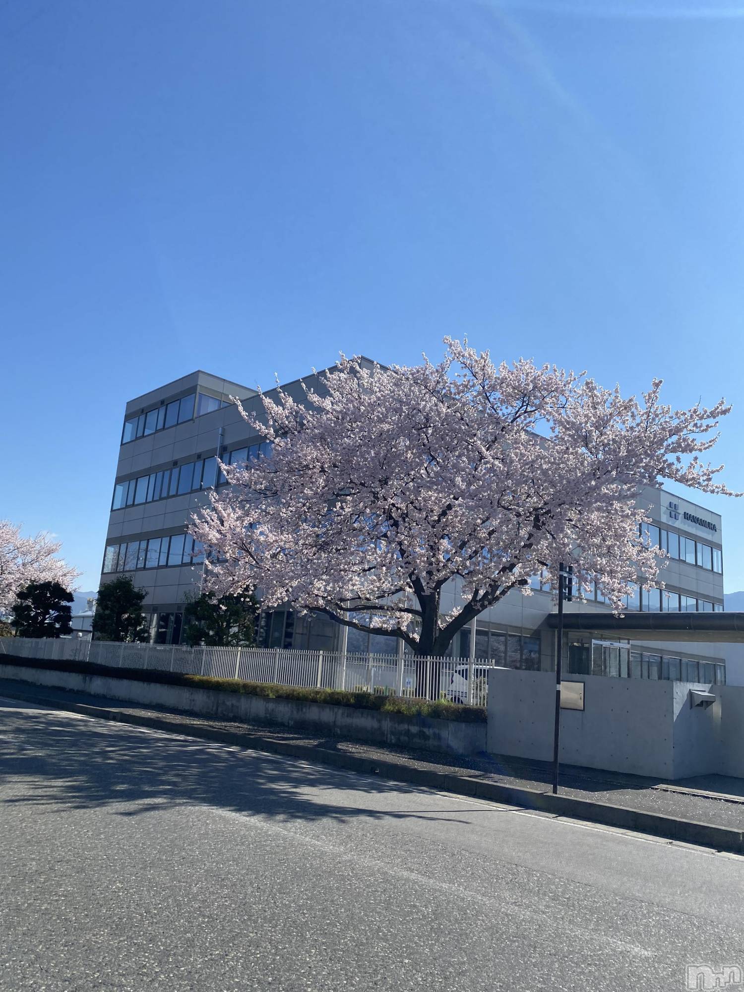 ��ˬ����Х��顦����֥���� �ץ���� ��ˬ(����� �ץ���� ����) ��2026ǯ4��18���̥�֥�����🌸��