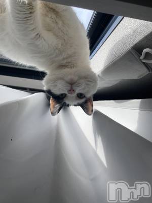 ��ˬ����Х��顦����֥���� �ץ���� ��ˬ(����� �ץ���� ����) ���� �줤(22)��3��23���̥�֥�����🐈��