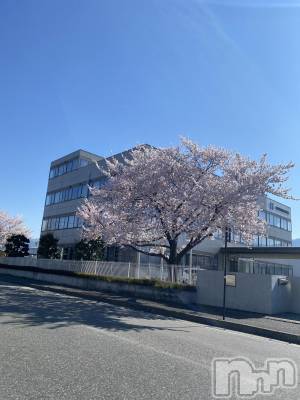 ��ˬ����Х��顦����֥���� �ץ���� ��ˬ(����� �ץ���� ����) ���� �줤(22)��4��18���̥�֥�����🌸��