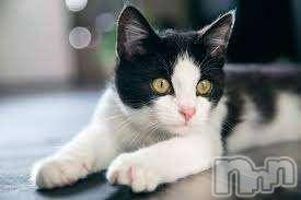 新潟デリヘルMelt(メルト) 【新人】しおり(32)の3月12日写メブログ「︎🤍みたよ、見たよ︎🤍」