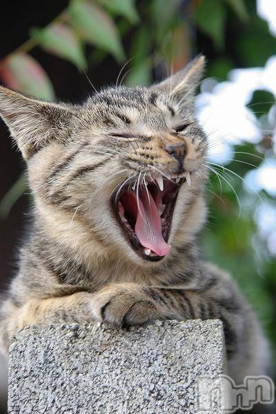 新潟デリヘルMelt(メルト) 【新人】しおり(32)の3月13日写メブログ「︎🤍みたよ、見たよ︎🤍」