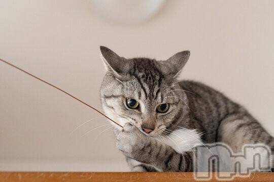 新潟デリヘルMelt(メルト) 【新人】しおり(32)の3月27日写メブログ「︎🤍みたよ、見たよ︎🤍」