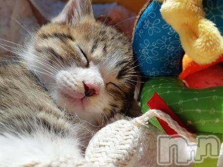 新潟デリヘルMelt(メルト) 【新人】しおり(32)の3月27日写メブログ「︎🤍みたよ、見たよ︎🤍」