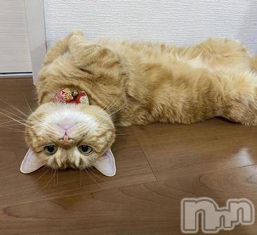 新潟デリヘルMelt(メルト) 【新人】しおり(32)の3月27日写メブログ「︎🤍みたよ、見たよ︎🤍」