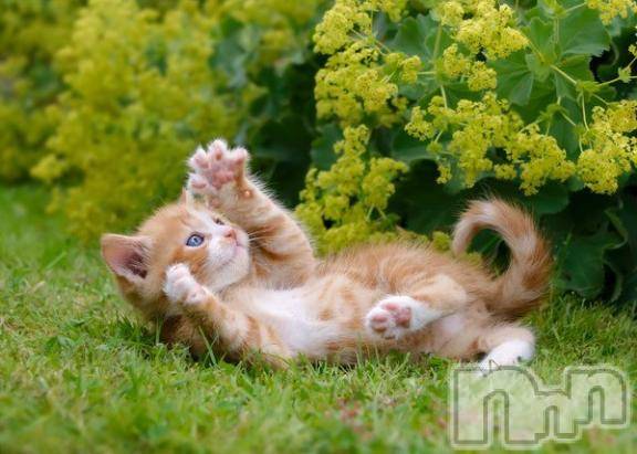 新潟デリヘルMelt(メルト) 【新人】しおり(32)の3月29日写メブログ「︎🤍みたよ、見たよ︎🤍」