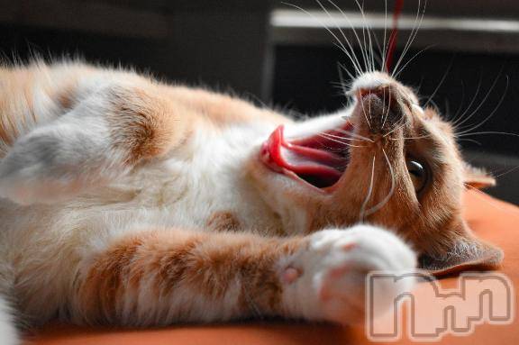 新潟デリヘルMelt(メルト) 【新人】しおり(32)の4月2日写メブログ「︎🤍みたよ、見たよ︎🤍」