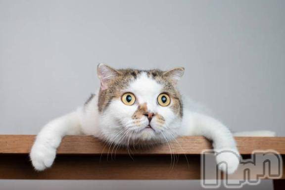 新潟デリヘルMelt(メルト)【新人】しおり(32)の2026年3月27日写メブログ「︎🤍みたよ、見たよ︎🤍」