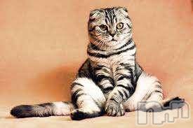 新潟デリヘルMelt(メルト)【新人】しおり(32)の2026年3月28日写メブログ「︎🤍みたよ、見たよ︎🤍」