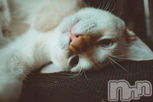 新潟デリヘルMelt(メルト)【新人】しおり(32)の2026年4月1日写メブログ「︎🤍みたよ、見たよ︎🤍」