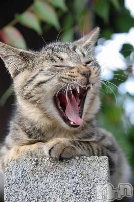 新潟デリヘル Melt(メルト) 【新人】しおり(32)の3月13日写メブログ「︎🤍みたよ、見たよ︎🤍」