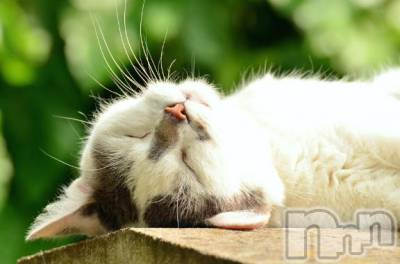 新潟デリヘル Melt(メルト) 【新人】しおり(32)の3月20日写メブログ「︎🤍みたよ、見たよ︎🤍」