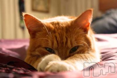 新潟デリヘル Melt(メルト) 【新人】しおり(32)の3月22日写メブログ「︎🤍みたよ、見たよ︎🤍」