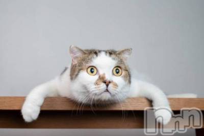 新潟デリヘル Melt(メルト) 【新人】しおり(32)の3月27日写メブログ「︎🤍みたよ、見たよ︎🤍」