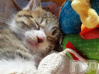 新潟デリヘル Melt(メルト) 【新人】しおり(32)の3月27日写メブログ「︎🤍みたよ、見たよ︎🤍」