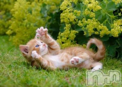 新潟デリヘル Melt(メルト) 【新人】しおり(32)の3月29日写メブログ「︎🤍みたよ、見たよ︎🤍」