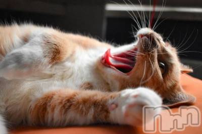 新潟デリヘル Melt(メルト) 【新人】しおり(32)の4月2日写メブログ「︎🤍みたよ、見たよ︎🤍」