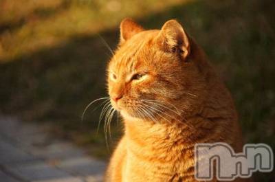 新潟デリヘル Melt(メルト) 【新人】しおり(32)の4月3日写メブログ「︎🤍みたよ、見たよ︎🤍」