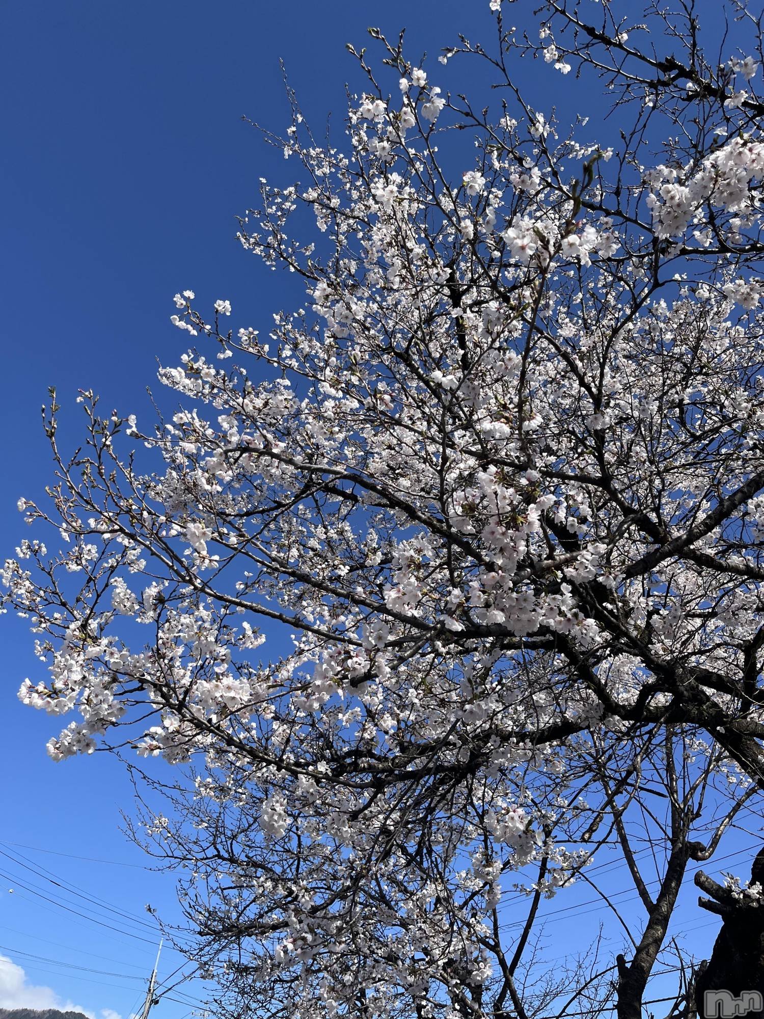 Ĺ���Х��顦�����CLUB FELIX(����� �ե��ꥯ��) ��2026ǯ4��11���̥�֥����֤��ָ�����