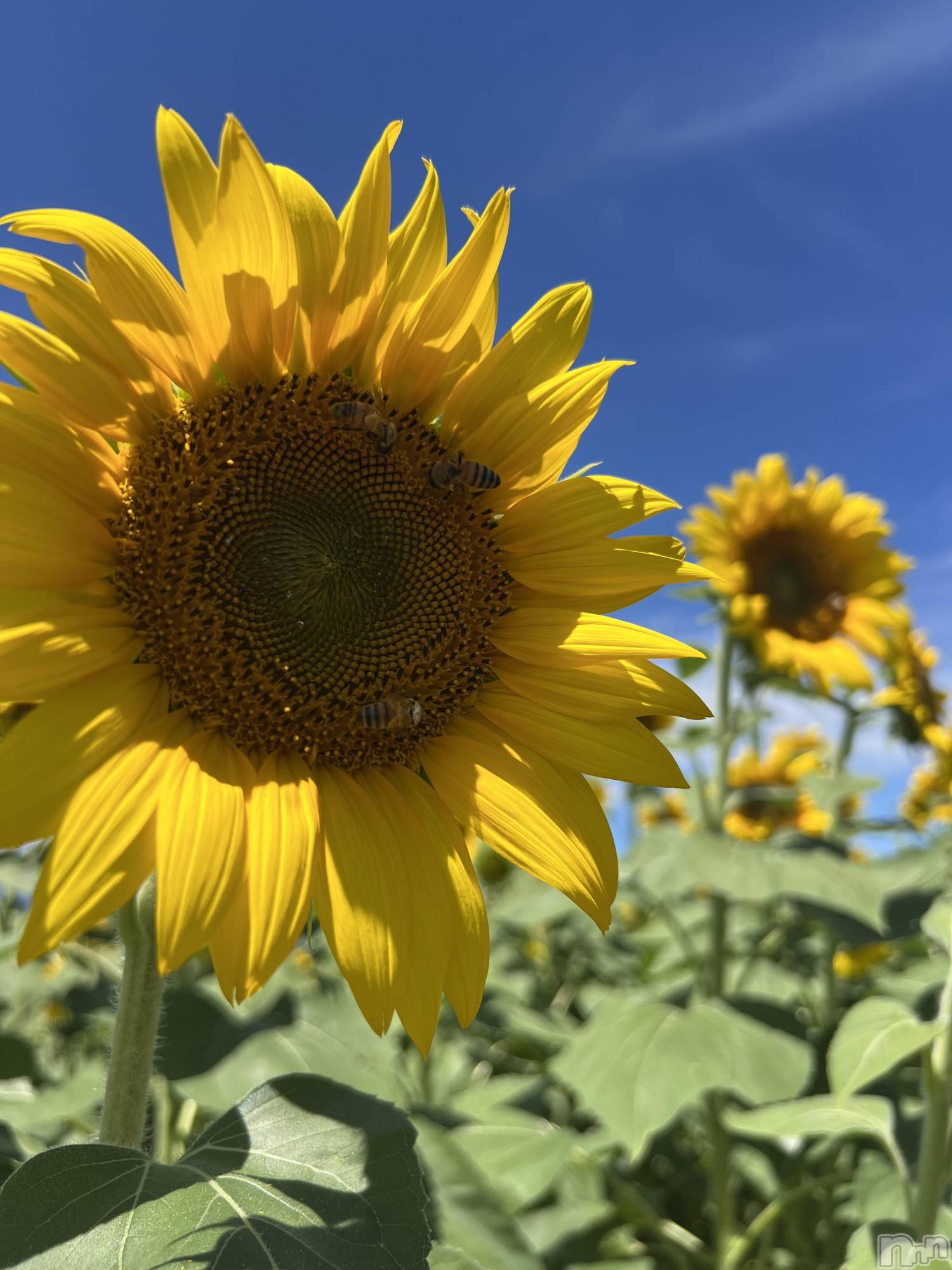 ��ˬ����Х��顦����֥���� �ץ���� ��ˬ(����� �ץ���� ����) ��2026ǯ3��19���̥�֥�����☺️🌸��