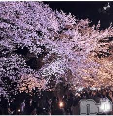 新潟デリヘル新潟風俗Noel-ノエル-(ノエル) せいな(20)の4月4日写メブログ「もう桜咲いてるね🌸」