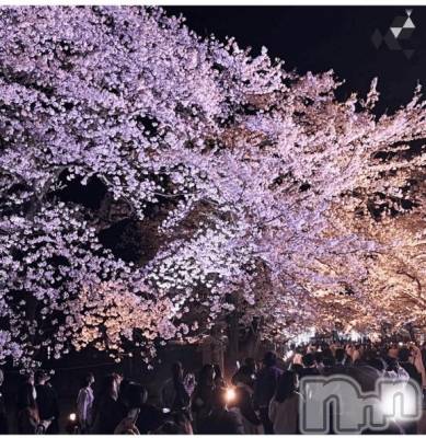 新潟デリヘル 新潟風俗Noel-ノエル-(ノエル) 体験せいな(20)の4月4日写メブログ「もう桜咲いてるね🌸」