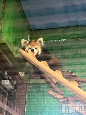 新潟デリヘル 新潟風俗Noel-ノエル-(ノエル) 体験せいな(20)の4月10日写メブログ「朝苦手😭」