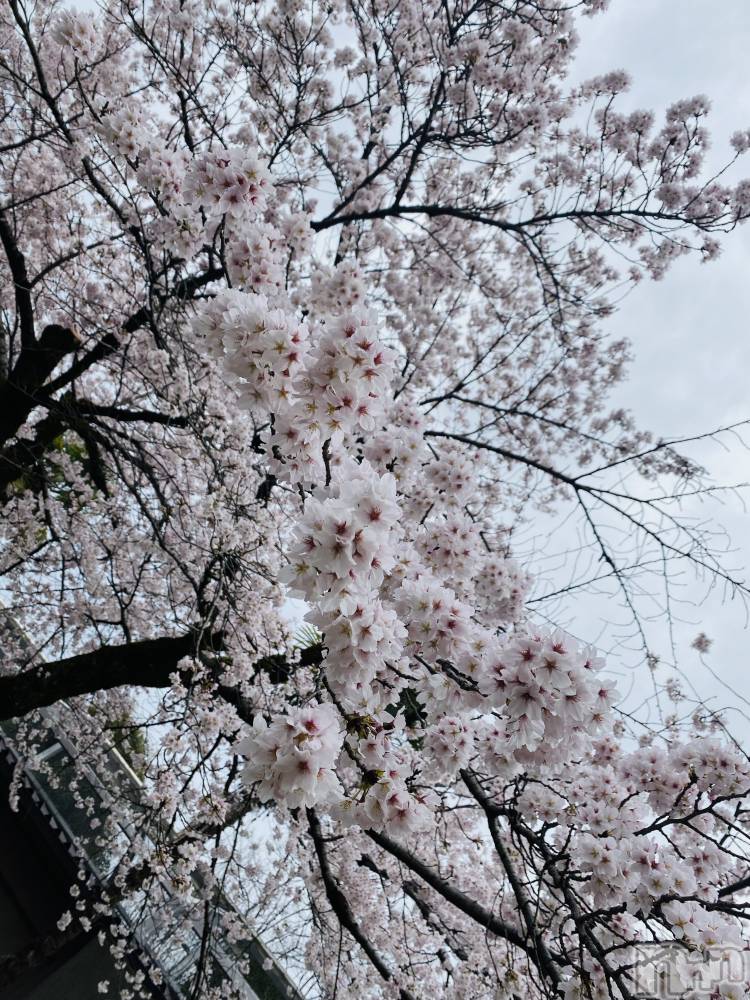 ���ܱ�������Х��顦����֥���� �ץ���� ����(����� �ץ���� �ޥĥ��) ���ʤ�4��2���̥�֥����ֺ���