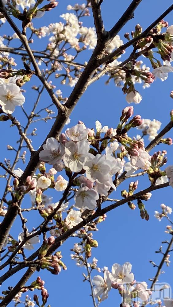 ���ܱ�������Х��顦����֥���� �ץ���� ����(����� �ץ���� �ޥĥ��) ���ʤ�4��6���̥�֥�����ϫ���