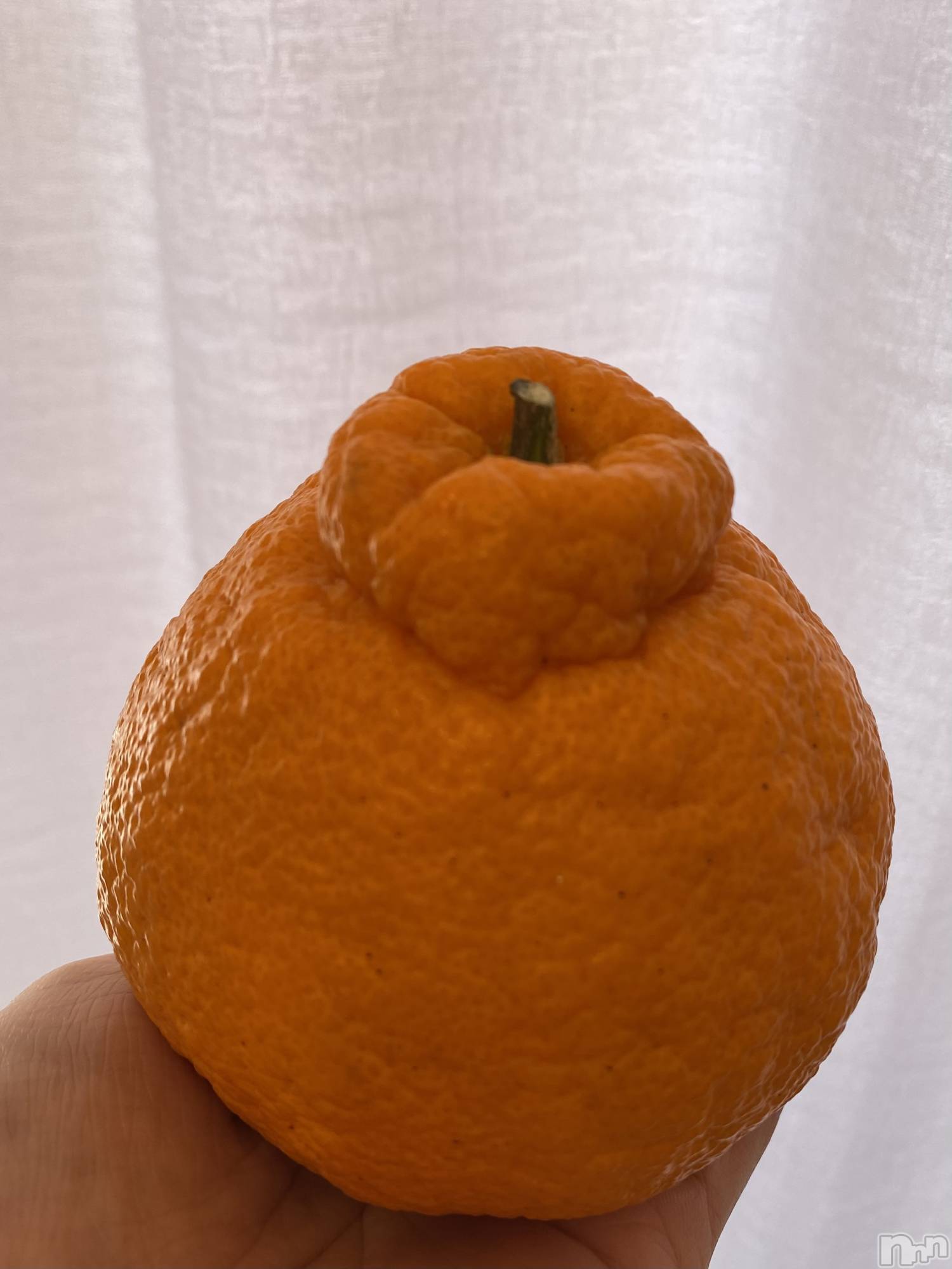 ���ܱ�������Х��顦����֥���� �ץ���� ����(����� �ץ���� �ޥĥ��) ��2026ǯ3��22���̥�֥����֤Ǥ��ݤ��