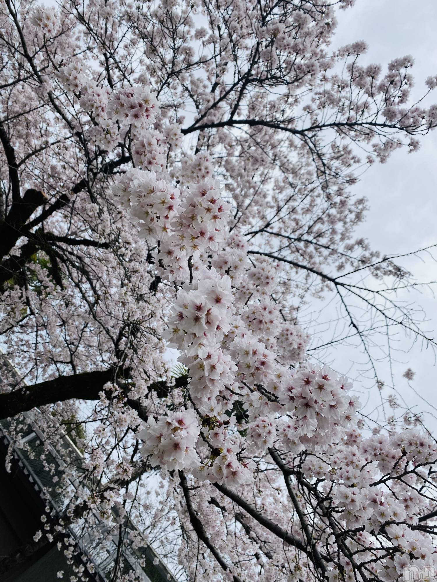 ���ܱ�������Х��顦����֥���� �ץ���� ����(����� �ץ���� �ޥĥ��) ��2026ǯ4��2���̥�֥����ֺ���