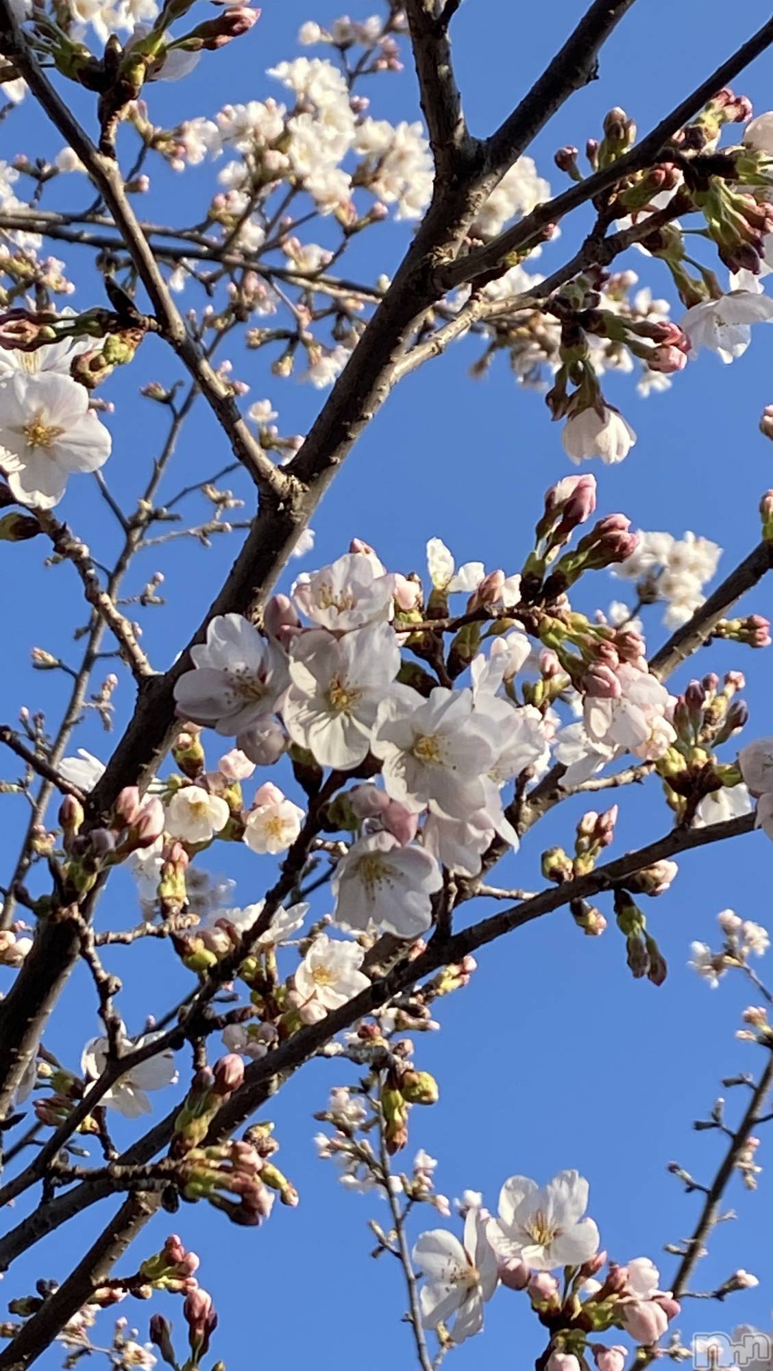 ���ܱ�������Х��顦����֥���� �ץ���� ����(����� �ץ���� �ޥĥ��) ��2026ǯ4��6���̥�֥�����ϫ���