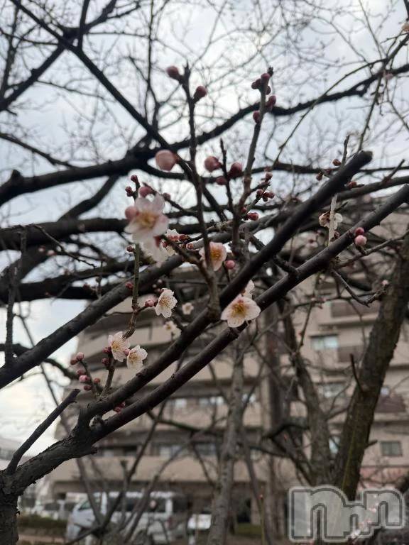 新潟デリヘル新潟市鳥屋野潟ちゃんこ(ニイガタシトヤノガタチャンコ) ひよ(20)の3月23日写メブログ「おはよう☀️」